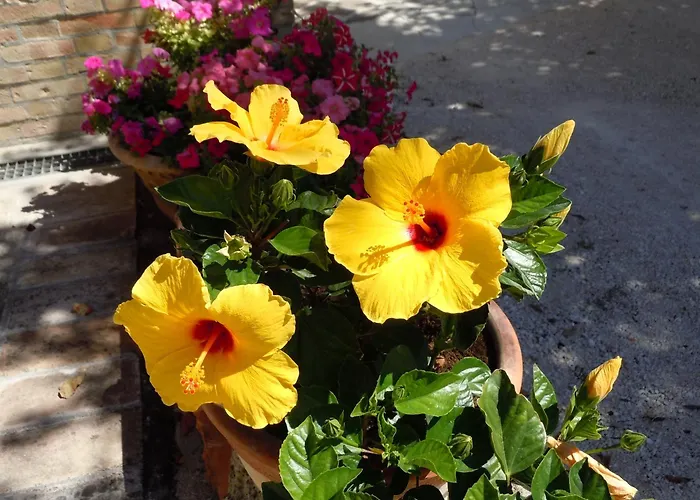 Farma Il Borghetto Montefalco